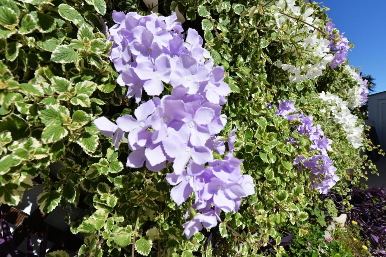 ויר Apartment Lavender מראה חיצוני תמונה